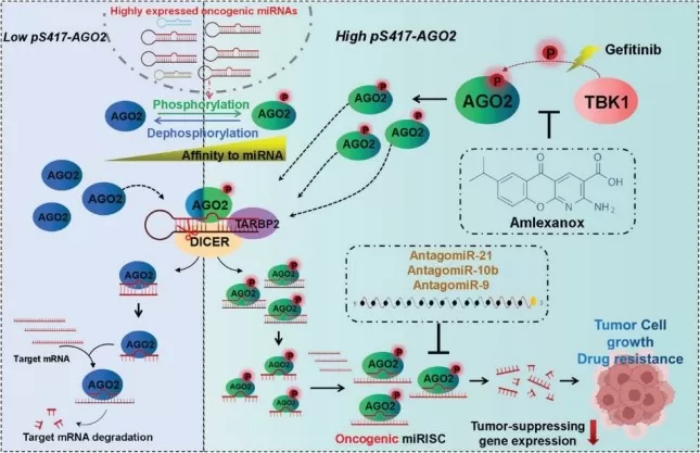 TBK1-mediated pS417-AGO2 promotes NSCLC progression and resistance to Gefitinib by increasing the formation and activity of oncogenic miRISCs.